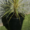 The Classic Tree Planter - Image 2
