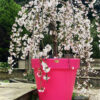 The Classic Tree Planter - Image 9